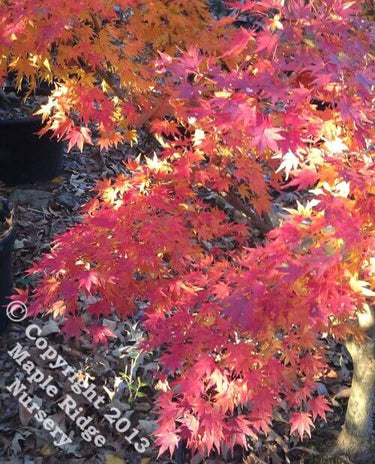 Acer palmatum 'Tobiosho' - mapleridgenursery